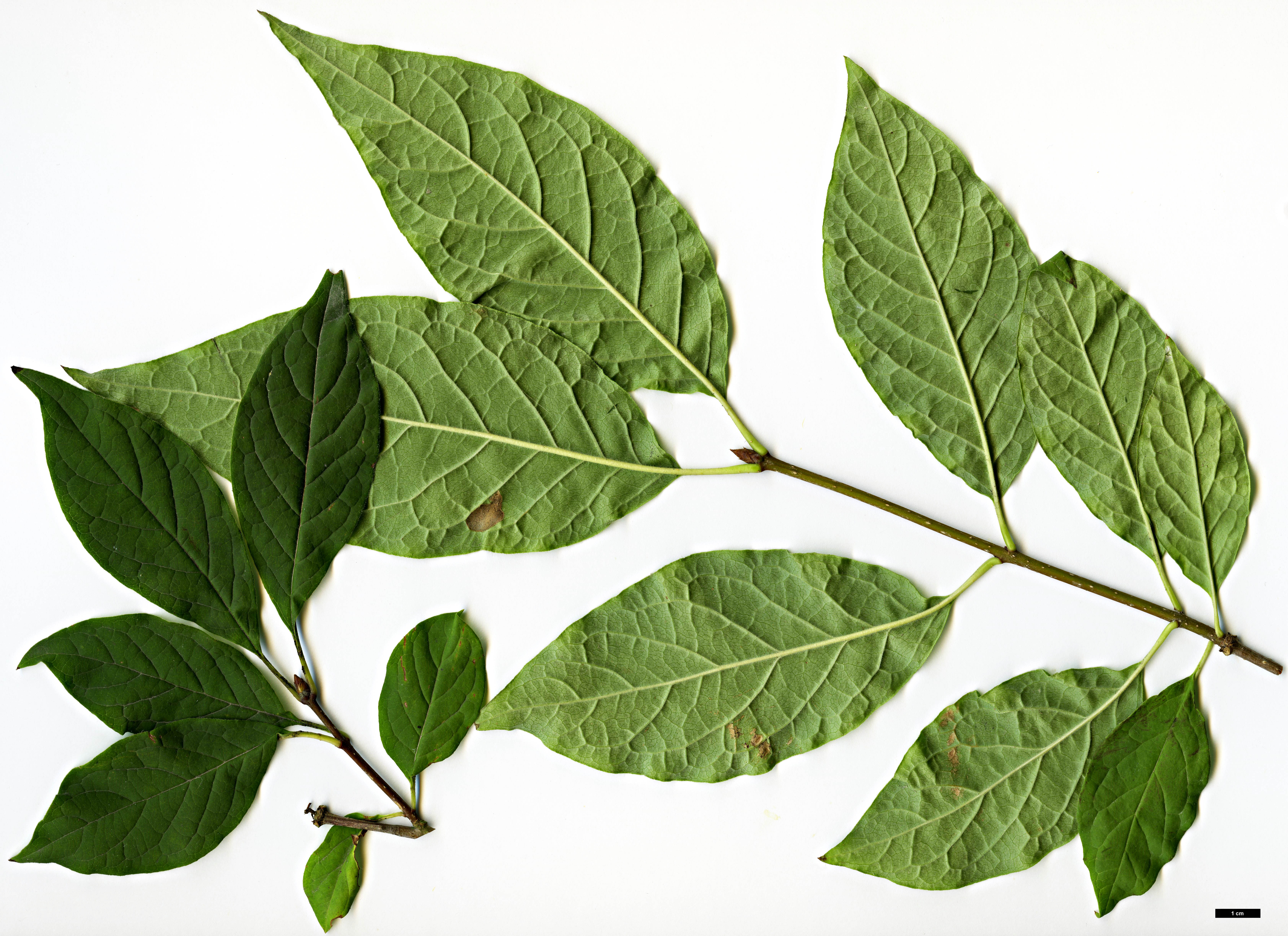 High resolution image: Family: Oleaceae - Genus: Syringa - Taxon: ×josiflexa - SpeciesSub: 'Bellicent' (S. josikea x S. komarowii subsp. refl